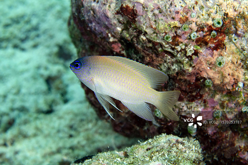 蓝斑小丑鱼（Pomacentrus azuremaculatus），太多鱼潜水点，库恩岛，拉贾安帕特，西巴布亚，印度尼西亚图片素材