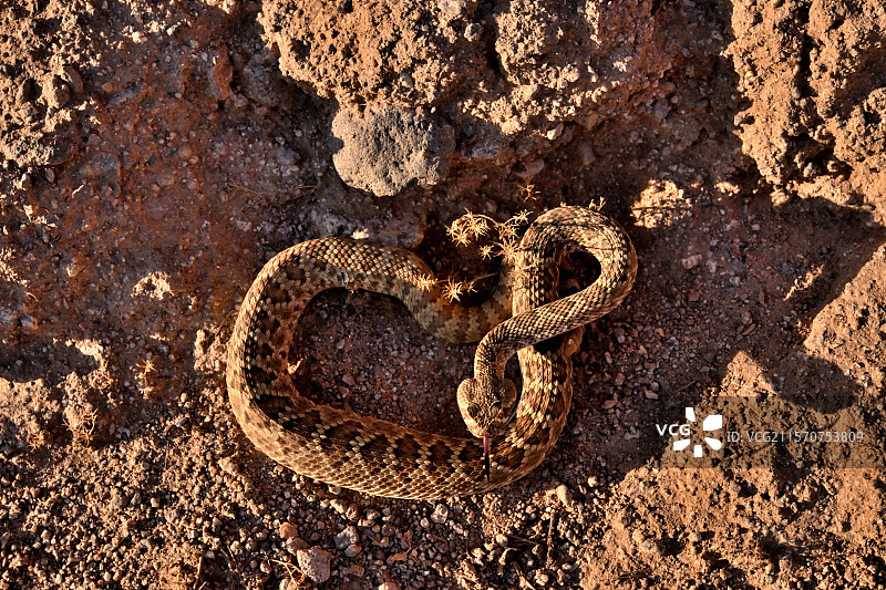 莫哈维响尾蛇（Croatalus scutulatus）在管风琴仙人掌国家纪念碑，亚利桑那州图片素材