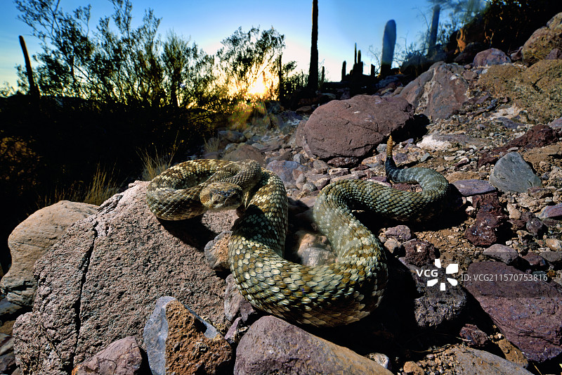 黑尾响尾蛇（Crotalus molossus），亚利桑那州南部图片素材