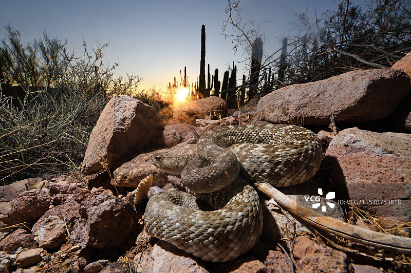 黑尾响尾蛇（Crotalus molossus），亚利桑那州南部图片素材