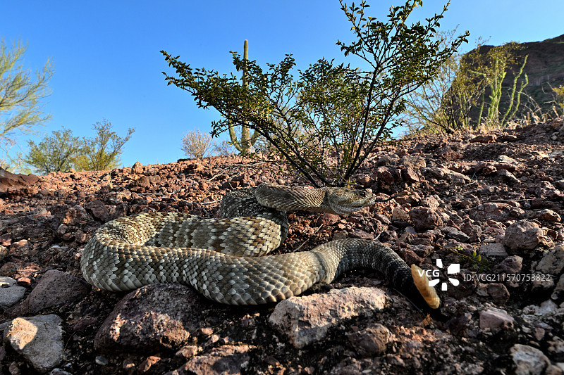 黑尾响尾蛇（Crotalus molossus），亚利桑那州南部图片素材