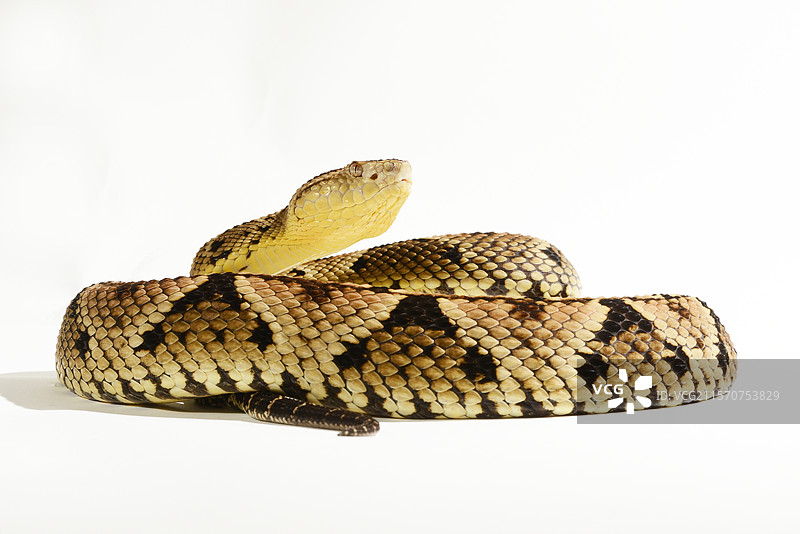马提尼克响尾蛇（Bothrops lanceolatus）在白色背景上图片素材