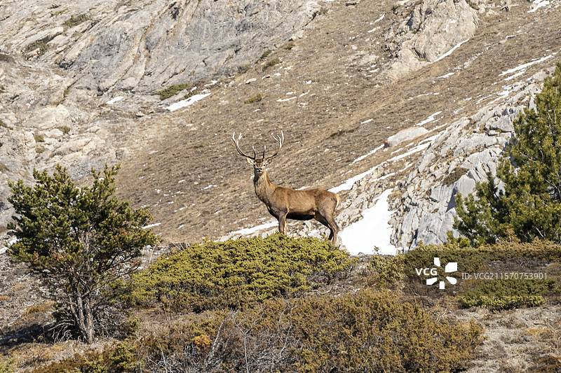 红鹿（Cervus elaphus），法国上普罗旺斯阿尔卑斯地区图片素材
