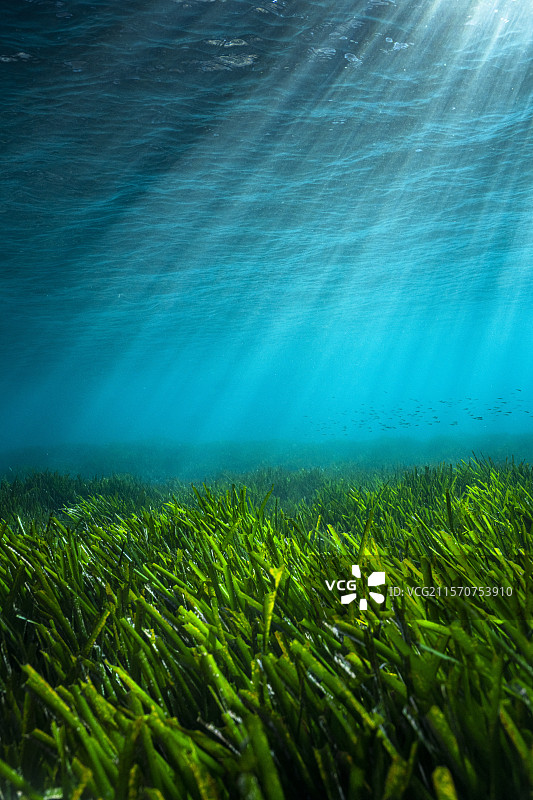 波西多尼亚草甸。梅让海湾，蓝色海岸海洋公园，地中海，法国图片素材