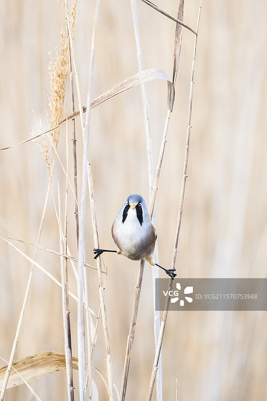 胡须鹀（Panurus biarmicus）在芦苇上保持平衡，法国卡马尔格图片素材