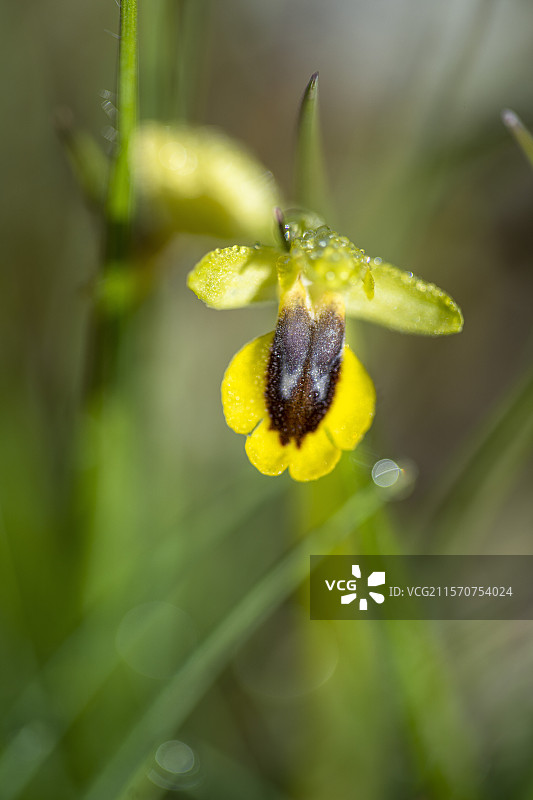 黄色蜜蜂兰花（Ophrys lutea），法国普罗旺斯的沃克吕兹地区图片素材