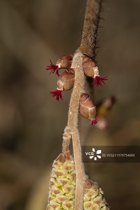 榛树（Corylus avellana），雌花和雄花，花园，贝尔福，贝尔福地区，法国图片素材