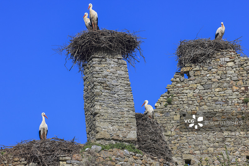 白鹳（Ciconia ciconia）在法国诺曼底的科唐丁和贝桑湿地自然公园的拉里维埃城堡成对栖息图片素材
