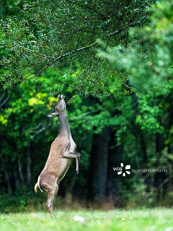 红鹿（Cervus elaphus）母鹿在阿尔卑斯山奥地利的森林边缘，用后腿站立吃树叶。图片素材