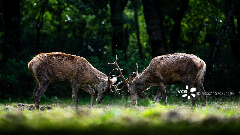 阿尔卑斯山，奥地利，红鹿（Cervus elaphus）在森林边缘打斗。图片素材