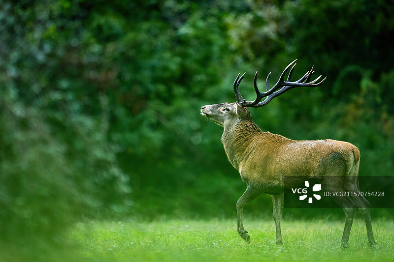 红鹿（Cervus elaphus）雄鹿站在草地上。阿尔卑斯山，奥地利。图片素材
