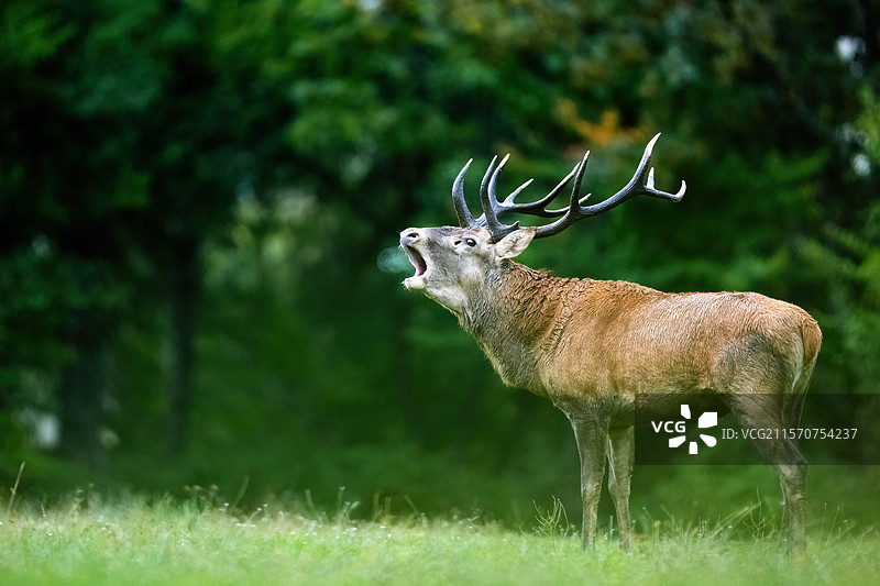 红鹿（Cervus elaphus）雄鹿在草地上吼叫。奥地利阿尔卑斯山。图片素材