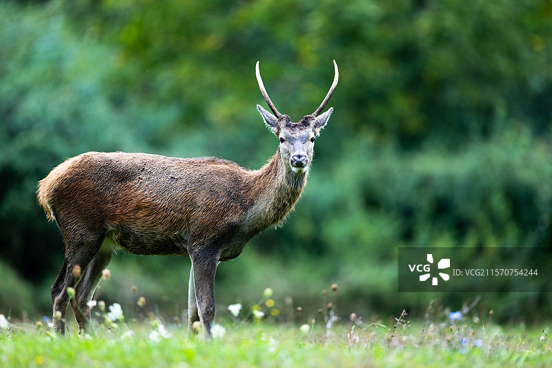 红鹿（Cervus elaphus）年轻雄性站在草地上。奥地利，阿尔卑斯山。图片素材