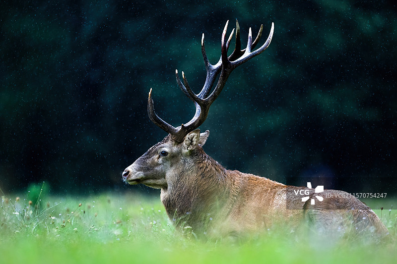 在雨中躺在草地上的红鹿（Cervus elaphus）雄鹿，阿尔卑斯山，奥地利。图片素材