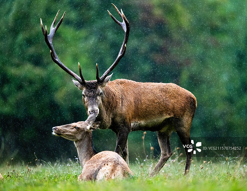 红鹿（Cervus elaphus）雄鹿和雌鹿在阿尔卑斯山奥地利的草地上躺着，正下着雨。图片素材