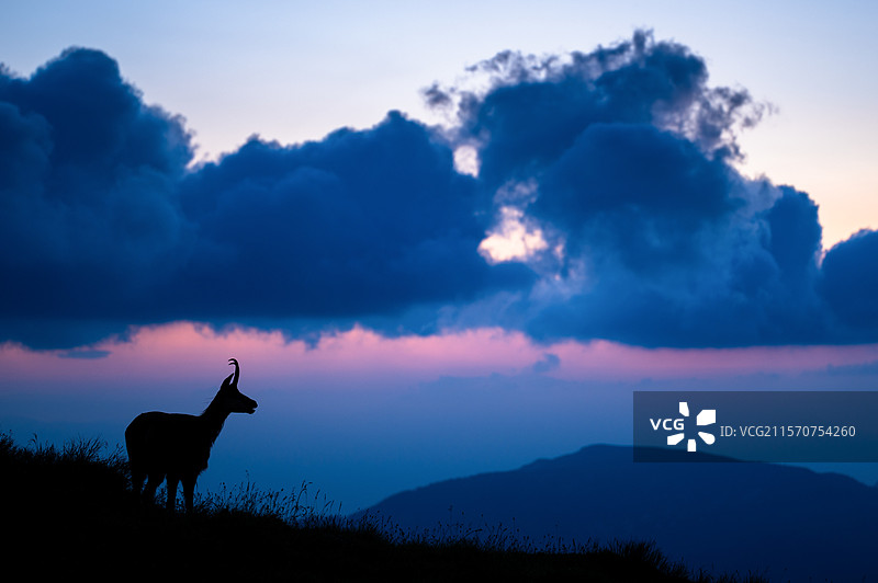山上的羚羊（Rupicapra rupicapra）站在草地上。斯洛伐克。图片素材