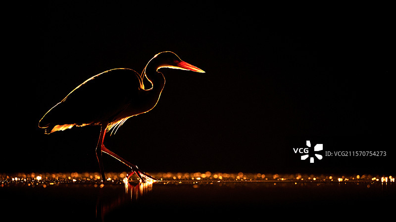 一只灰鹭站在水中。匈牙利。图片素材