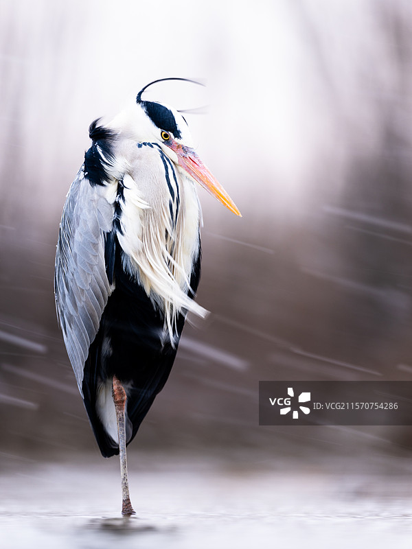 冬天。一只灰鹭站在水中。匈牙利。图片素材