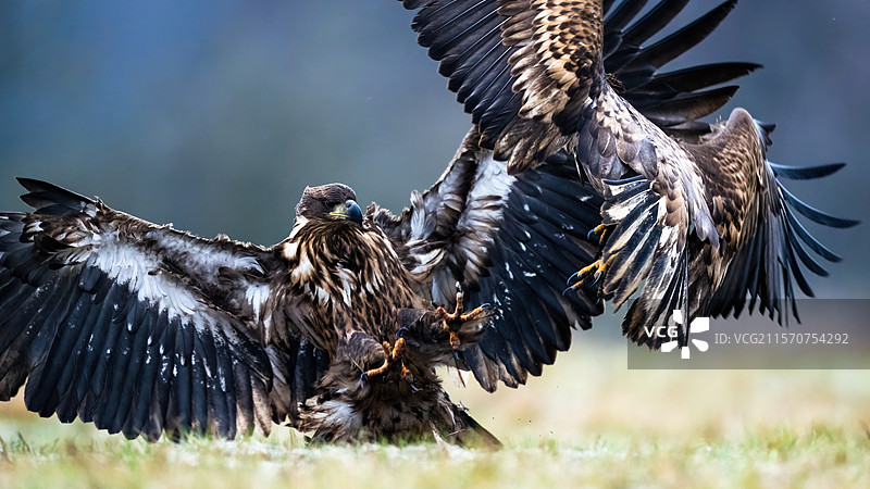 战斗。两只白尾海雕在争斗。波兰。图片素材