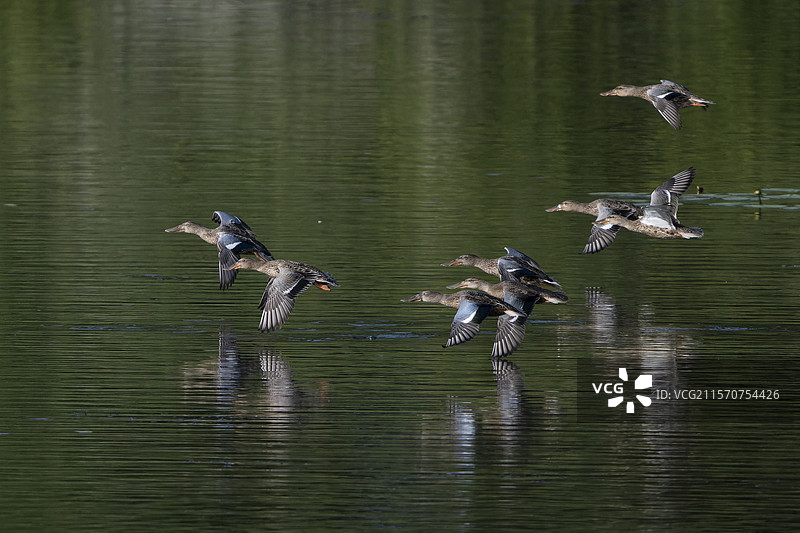 在法国克吕兹的兰德湖上空飞翔的北方铲嘴鸭（Spatula clypeata）图片素材