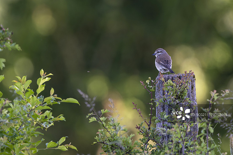 红背伯劳（Lanius collurio）雌鸟栖息在杆子上，法国图片素材