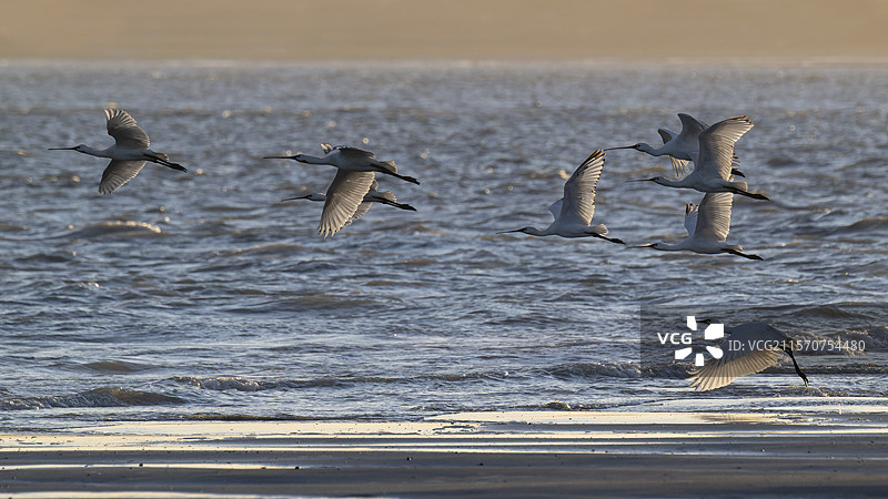 欧亚鹮（Platalea leucorodia）群在法国索姆湾的海岸上空飞翔图片素材