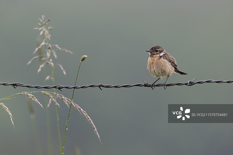 红翅山雀（Saxicola rubicola）雌鸟栖息在铁丝网上，法国图片素材