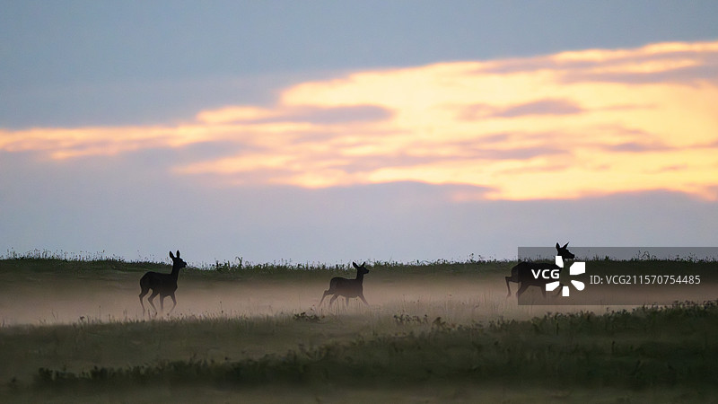 红鹿（Cervus elaphus），母鹿和幼鹿在黎明时分，法国沃日山脉图片素材