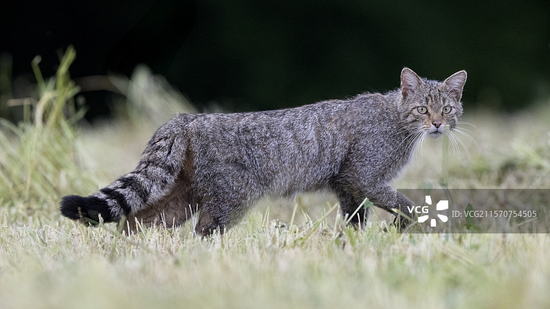 在法国沃日山草地上行走的野猫（Felis silvestris）图片素材