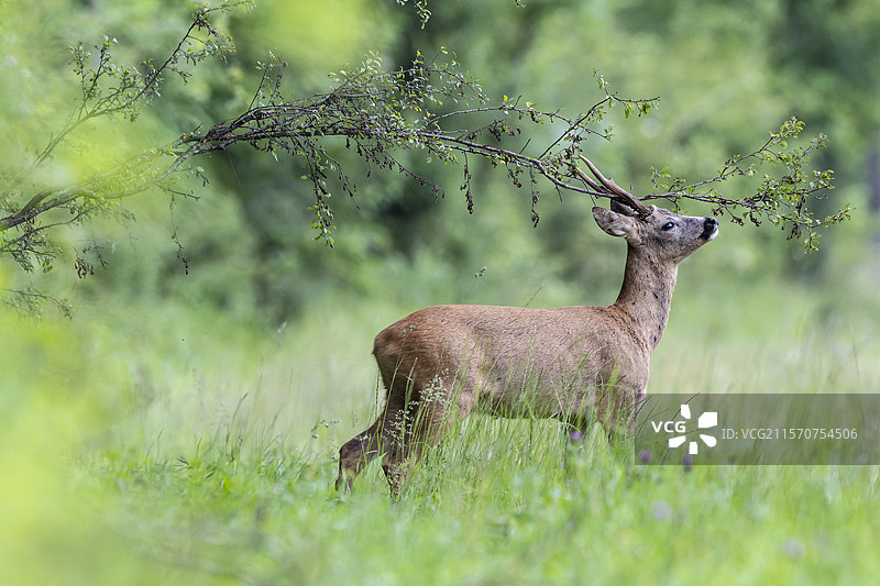 欧洲狍（Capreolus capreolus），雄性标记领地，法国沃日山脉图片素材