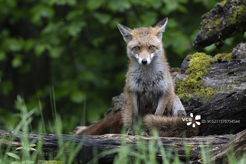 红狐（Vulpes vulpes），雌性，法国沃日山脉图片素材