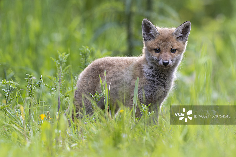 红狐（Vulpes vulpes），草丛中的幼崽，法国沃日山脉图片素材
