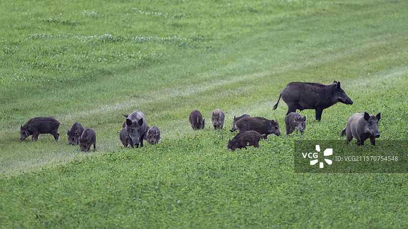 野猪（Sus scrofa），一群返回森林，法国沃日山脉图片素材