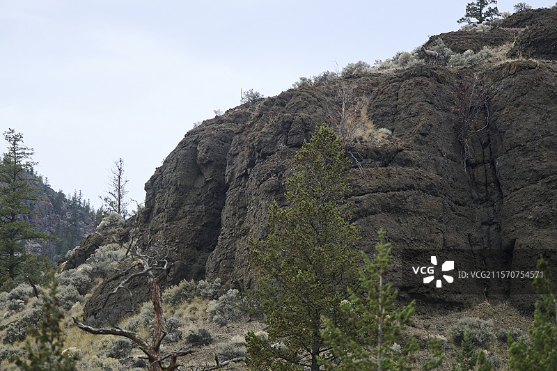 加州大角羊（Ovis canadensis californiana）雌性在山中，位于加拿大不列颠哥伦比亚省的卡姆卢普斯。图片素材