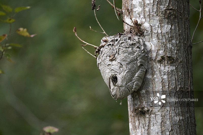 温哥华，不列颠哥伦比亚省，加拿大森林中的树桩上的黄蜂巢图片素材