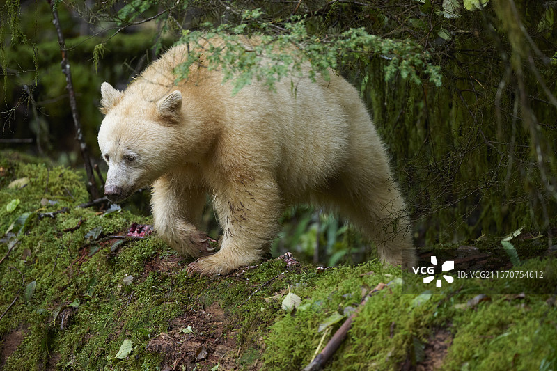 在加拿大不列颠哥伦比亚省格里贝尔岛大熊雨林的灵魂熊森林中，一只雌性克莫尔熊（Ursus americanus kermodei）栖息在一根原木上。图片素材