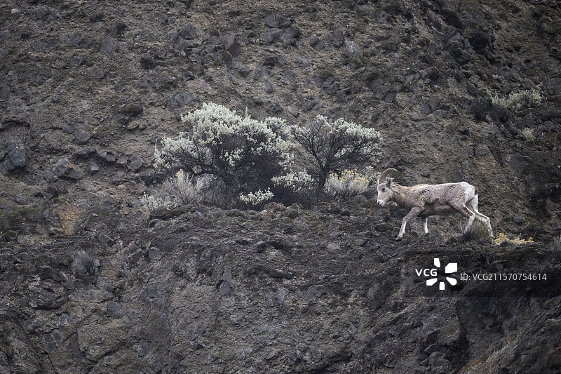 加利福尼亚大角羊（Ovis canadensis californiana）在山中，位于加拿大不列颠哥伦比亚省的卡姆卢普斯。图片素材