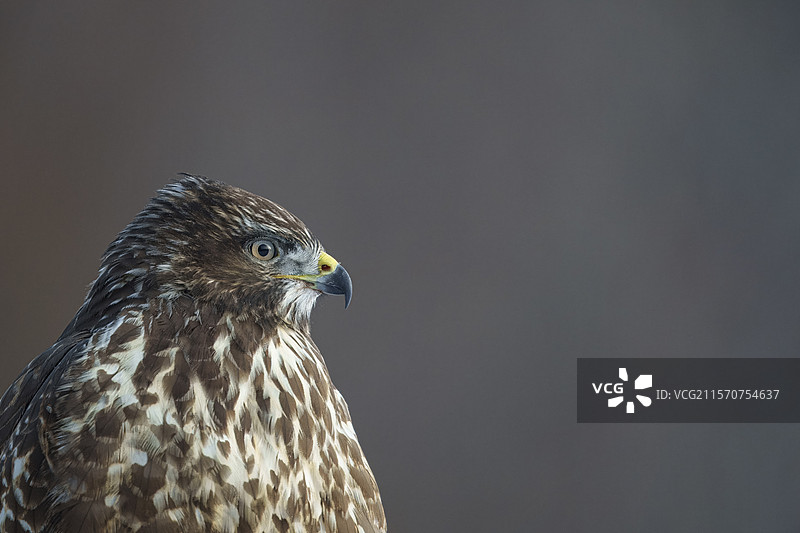 草原上的普通 buzzard（Buteo buteo）。它是一种中到大型的猛禽，分布范围广泛，覆盖大部分欧洲并延伸至亚洲。比亚沃维耶扎森林联合国教科文组织世界遗产，波兰，欧洲。图片素材
