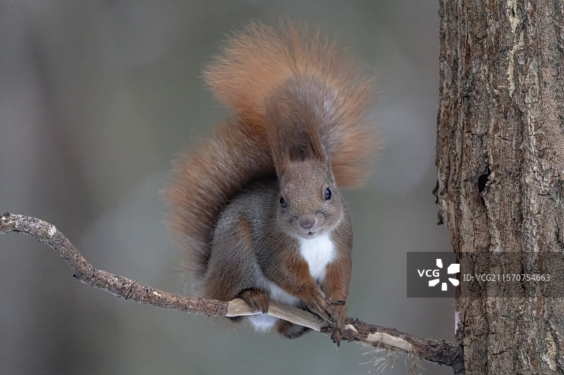 欧亚红松鼠（Sciurus vulgaris）比亚沃维耶扎森林联合国教科文组织世界遗产，波兰，欧洲。图片素材