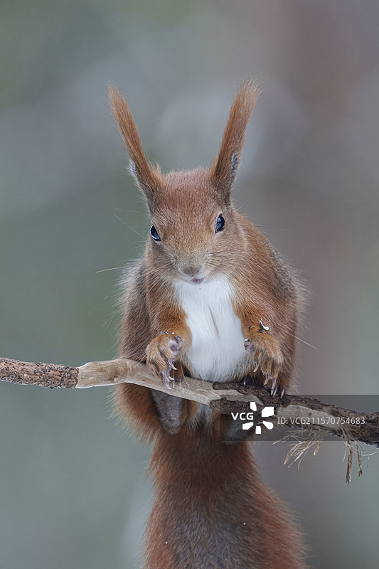欧亚红松鼠（Sciurus vulgaris）比亚沃维耶扎森林联合国教科文组织世界遗产，波兰，欧洲。图片素材