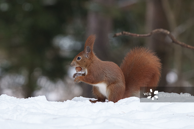 欧亚红松鼠（Sciurus vulgaris）比亚沃维耶扎森林联合国教科文组织世界遗产，波兰，欧洲。图片素材