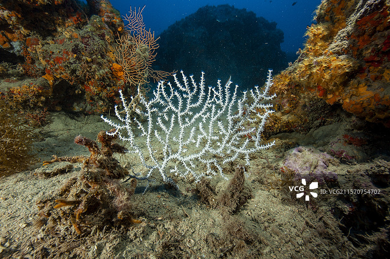白色海扇或疣状海扇（Eunicella verrucosa），意大利文蒂米利亚，利古里亚海，地中海图片素材
