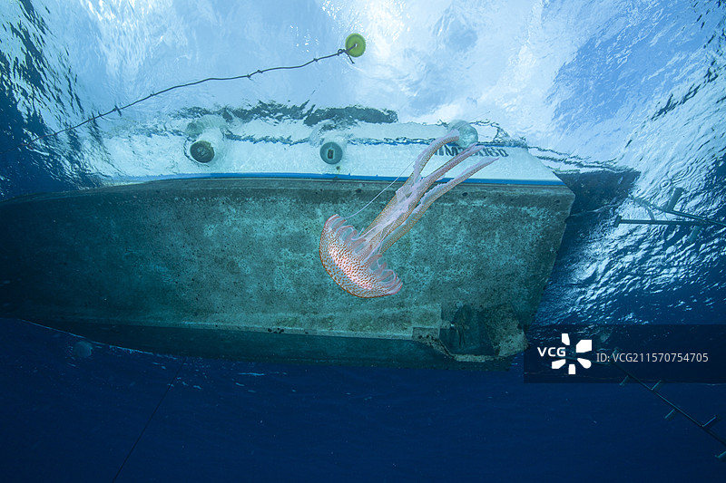 水母（Pelagia noctiluca）在潜水船下游过。意大利，文蒂米利亚，利古里亚海，地中海图片素材