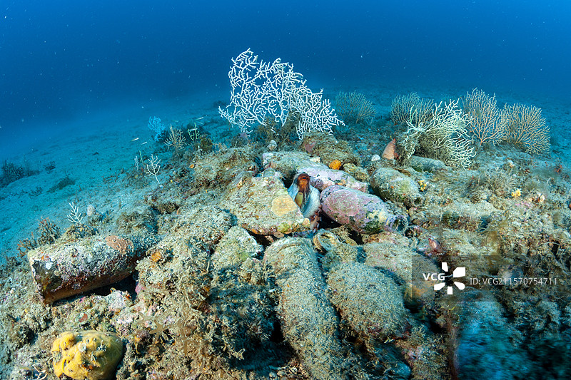 章鱼（普通章鱼）在装饰有瓶子的巢穴中。意大利，文蒂米利亚，利古里亚海，地中海图片素材