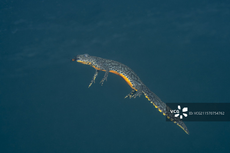 阿尔卑斯新ts雌性（Ichthyosaura alpestris）是一种原产于欧洲大陆的新ts，栖息于瑞士提契诺州的上韦尔扎斯卡谷地的斯塔拉雷斯克湖。图片素材