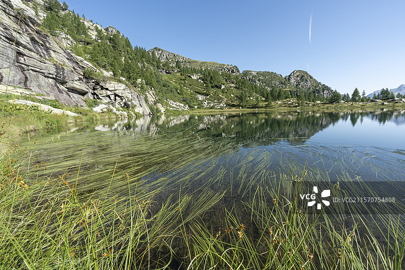 湖泊Sgiof的水面上的水生植物（狭叶菖蒲），面向山脉，瑞士提契诺州，维尔扎斯卡上谷。图片素材