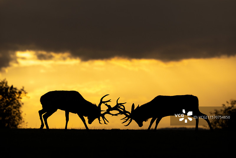红鹿（Cervus elaphus）在英格兰日落时分打斗图片素材