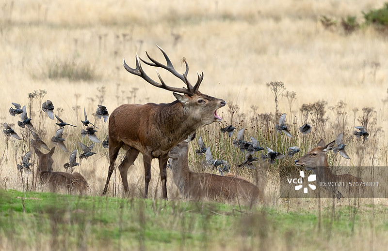 红鹿（Cervus elaphus）雄鹿在英格兰的草地上黎明时分吼叫图片素材