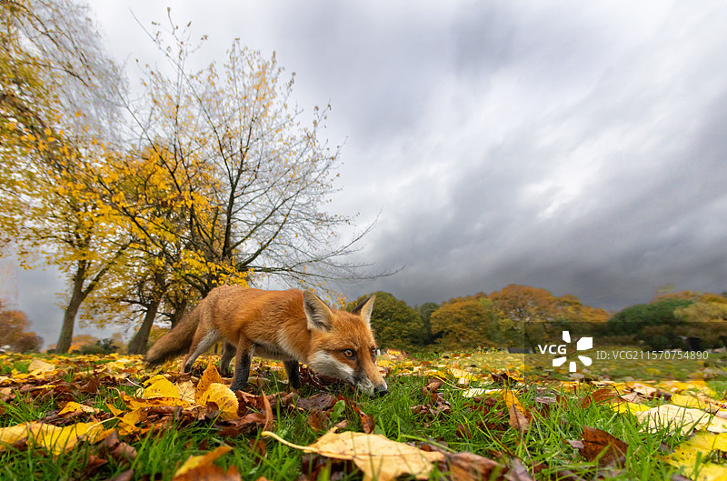 红狐（Vulpes vulpes）在寻找食物，英格兰图片素材