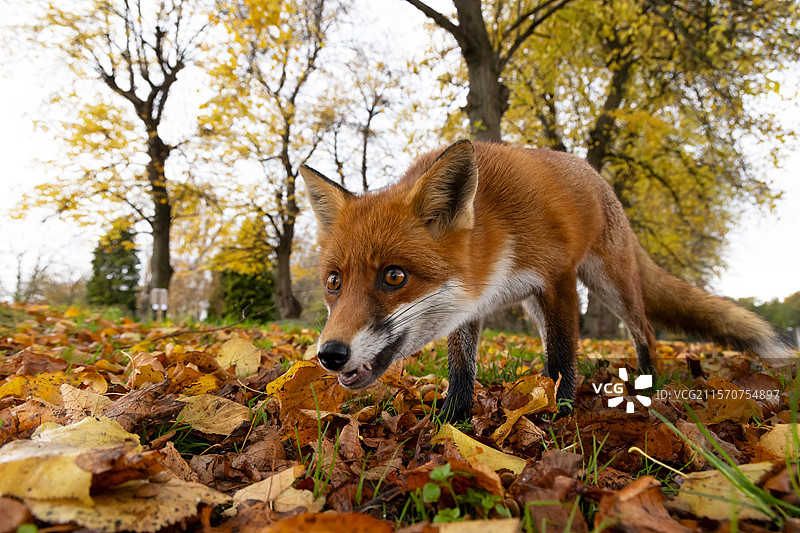 红狐（Vulpes vulpes）在叶子中，英格兰图片素材